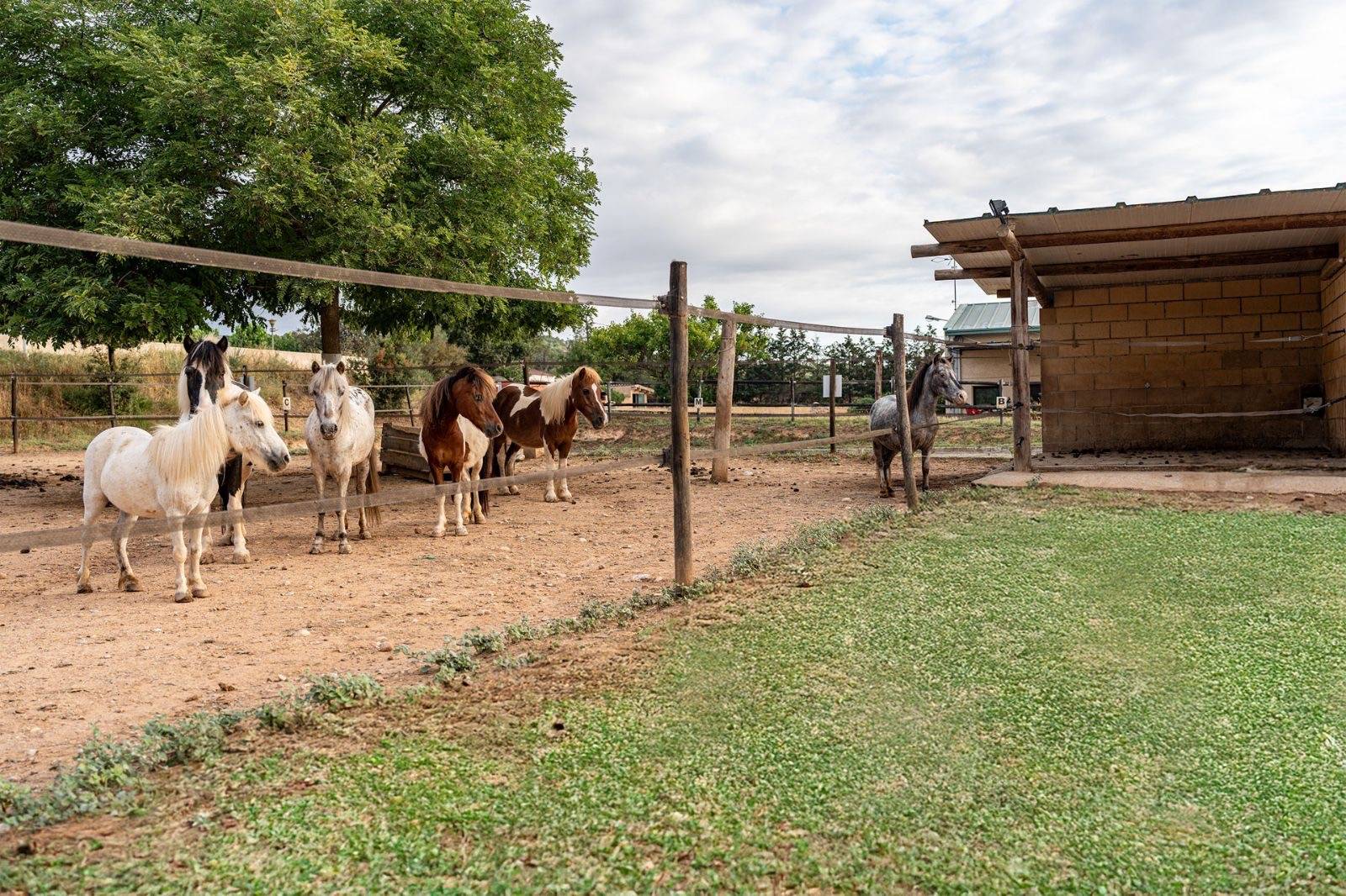 Espagne : Finca clé en main de 3,5 hectares