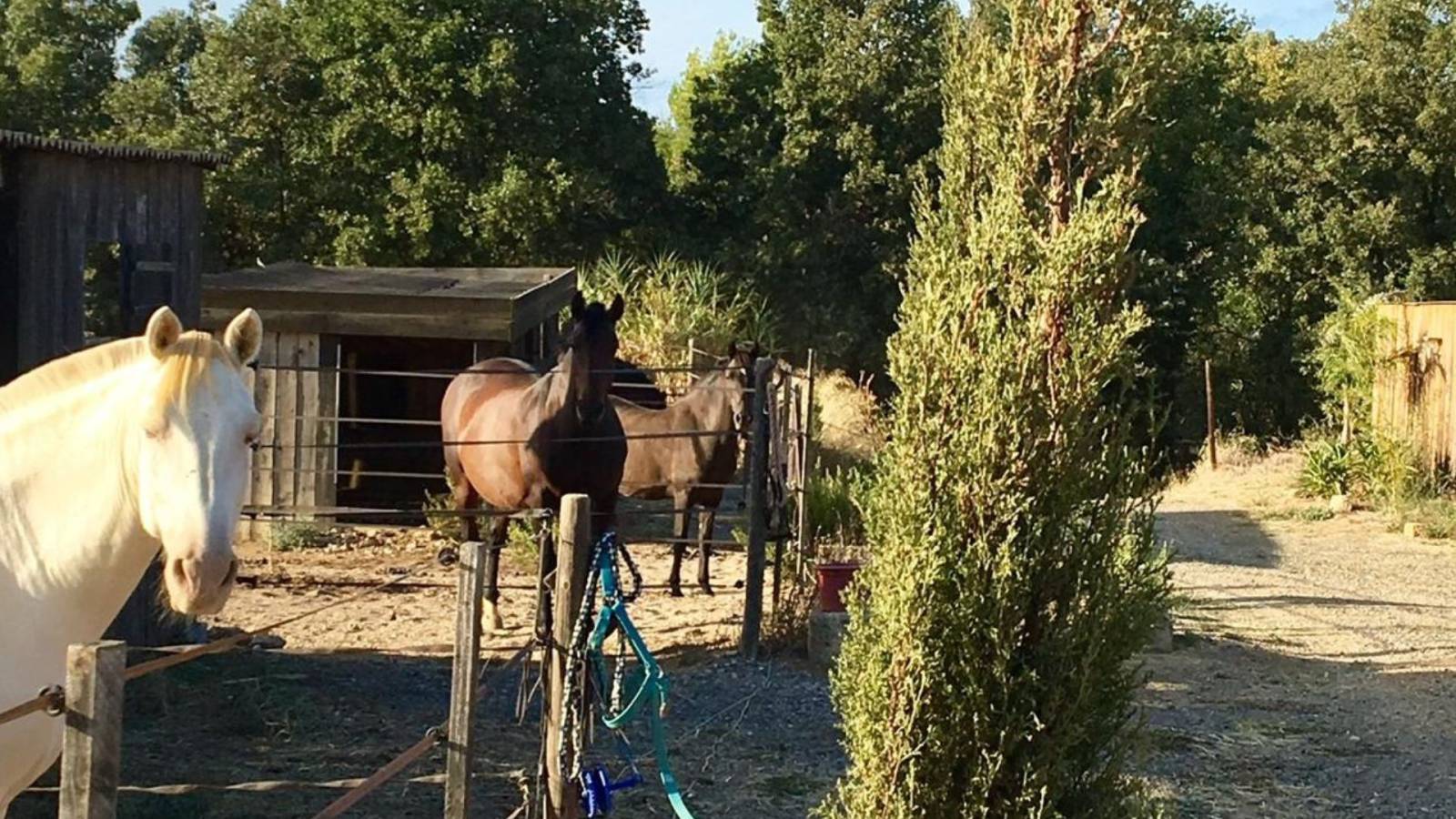 Propriété équestre dans l'Hérault