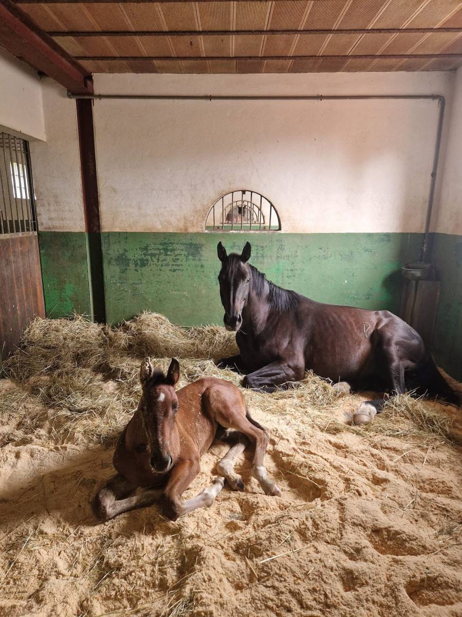 Haras d'élevage d'exception niché au sein d'un domaine sécurisé de 39 hectares situé en Bourgogne du Sud