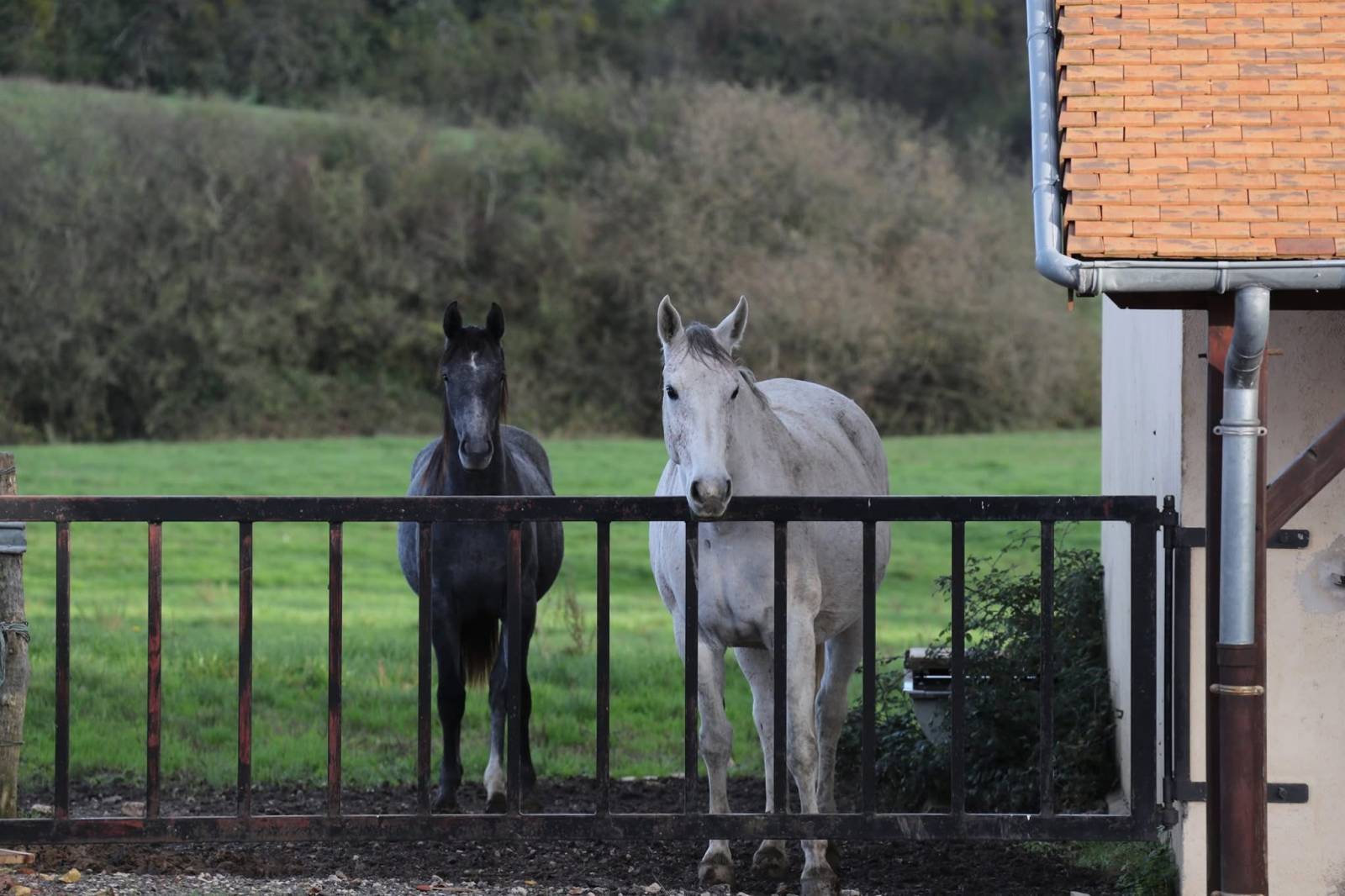 Haras d'élevage d'exception niché au sein d'un domaine sécurisé de 39 hectares situé en Bourgogne du Sud