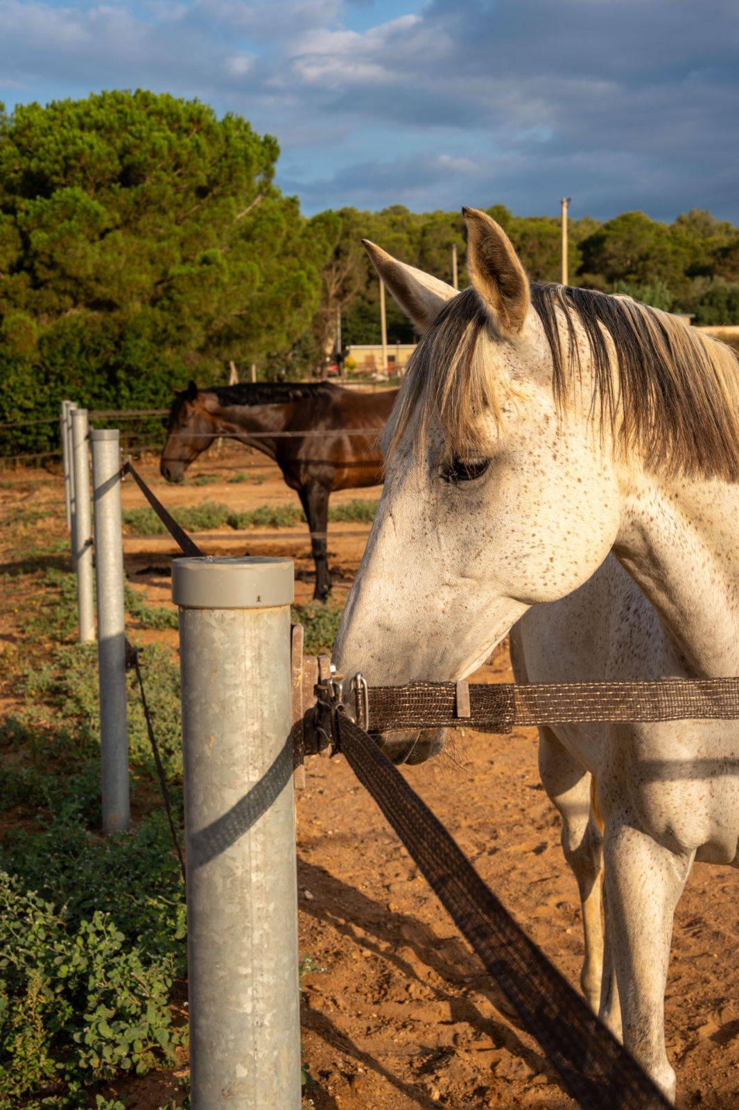 Espagne : Finca clé en main de 3,5 hectares
