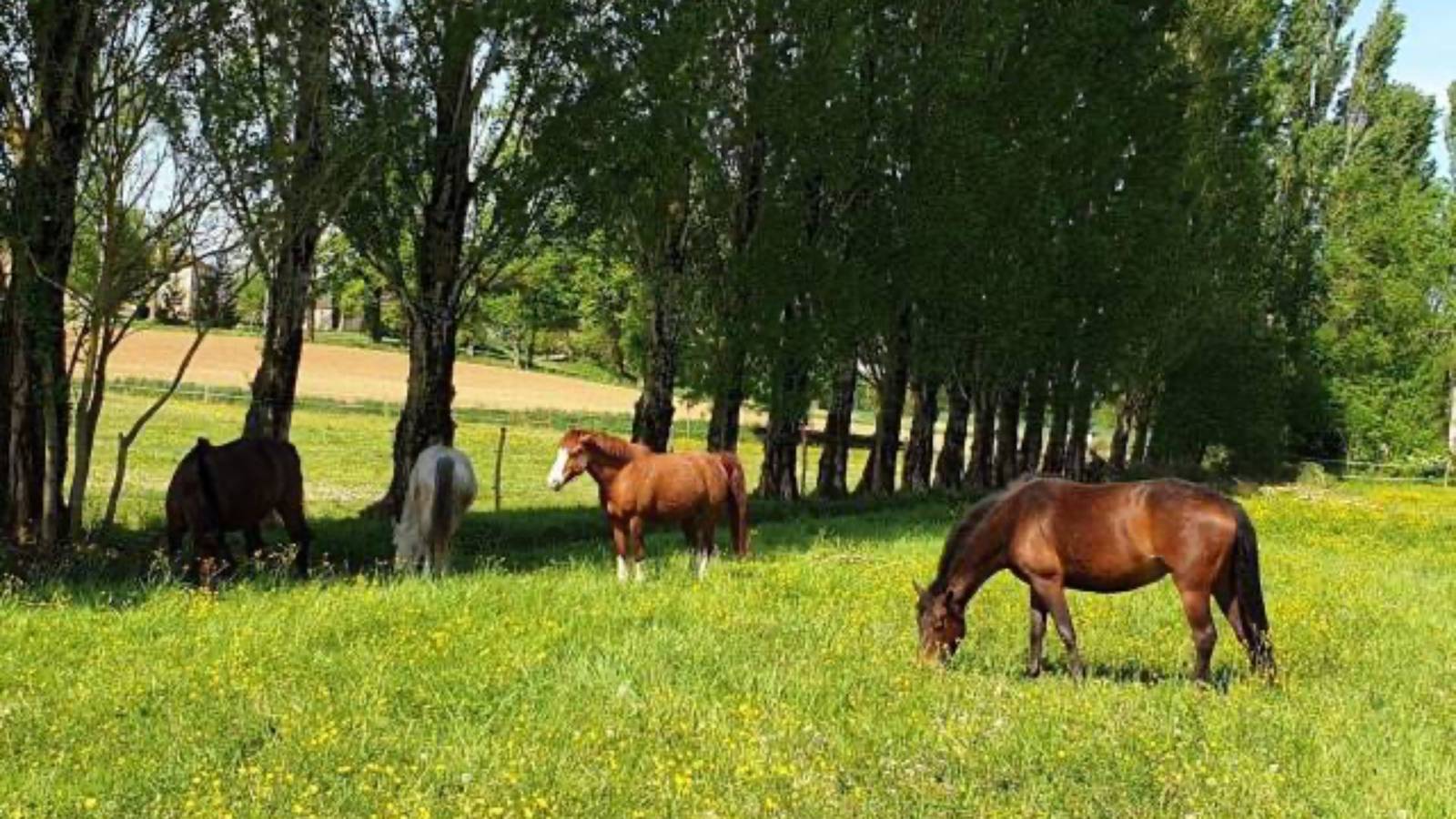Structure équestre à vendre en Lot-et-Garonne