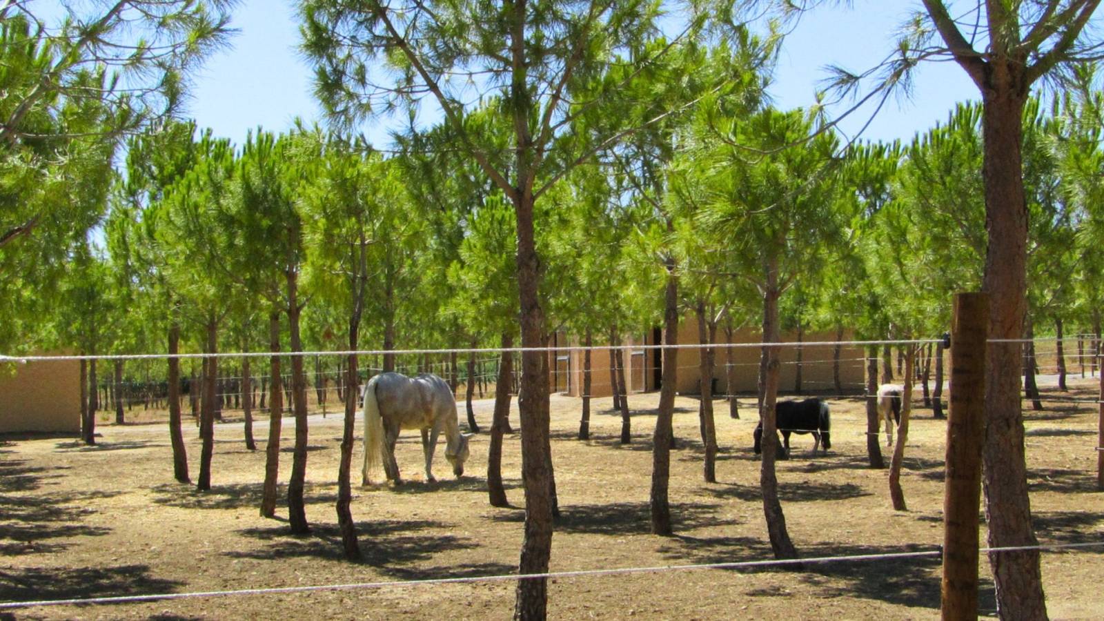 Hérault : propriété équestre rare sur 4,5 hectares