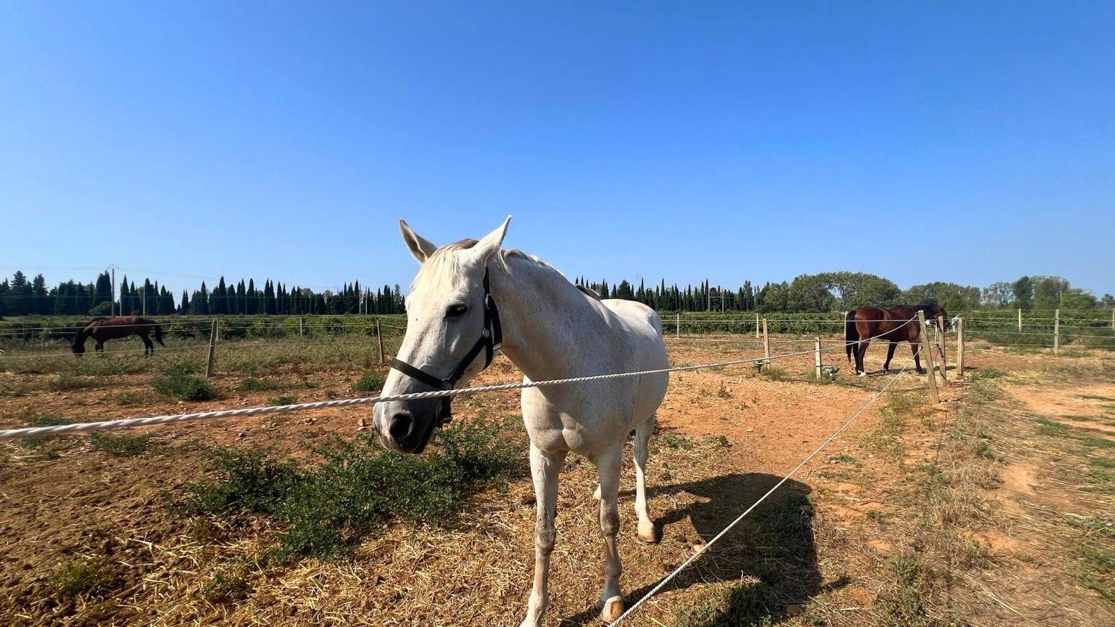 Structure équestre dans le Gard