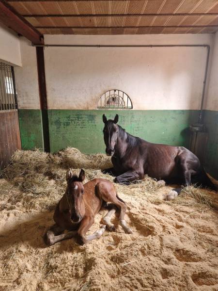 Haras d'élevage d'exception niché au sein d'un domaine sécurisé de 39 hectares situé en Bourgogne du Sud