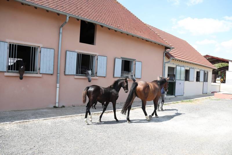 Haras d'élevage d'exception niché au sein d'un domaine sécurisé de 39 hectares situé en Bourgogne du Sud