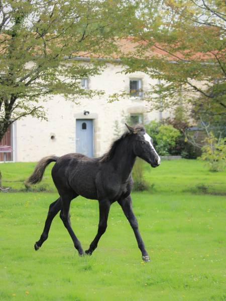Petit coin de Paradis de 15 hectares dans le département de la Vendée