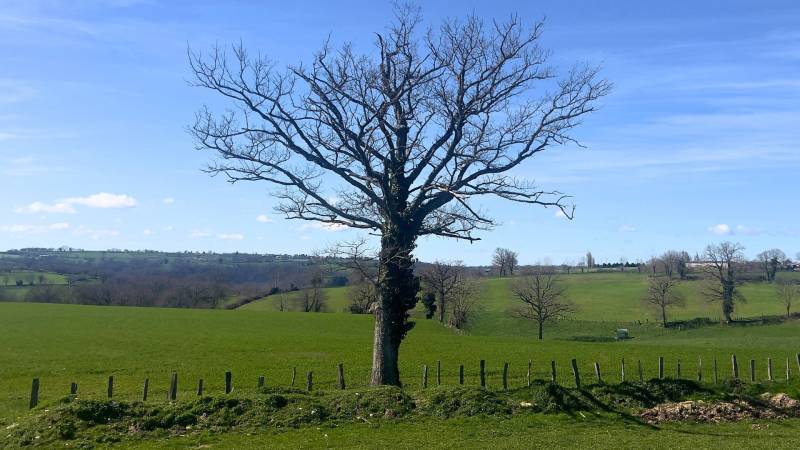 Propriété équestre avec habitations, gîtes et 6,5 hectares en Aveyron