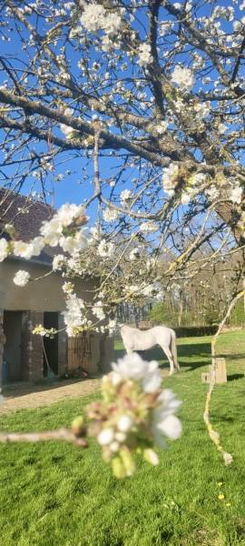 Propriété équestre de 6 hectares située dans l'Eure