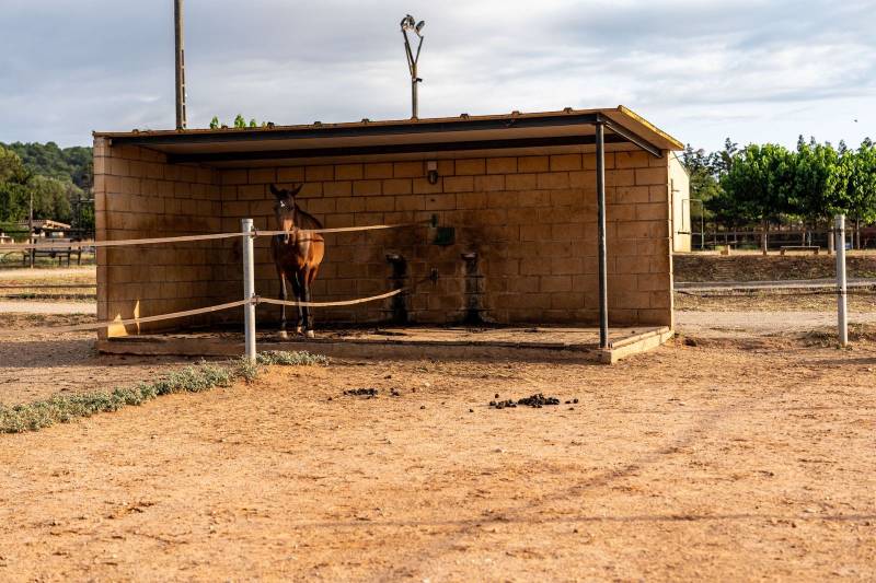 Espagne : Finca clé en main de 3,5 hectares